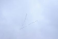 Flock Of Wilde Geese Stock Photography