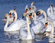 White Swans Royalty Free Stock Image