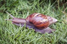 Snail In The Grass Stock Photos Snail In The Grass Stock Photos
