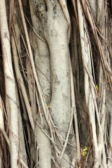 Tree Pattern Stock Photos Tree Pattern Stock Photos