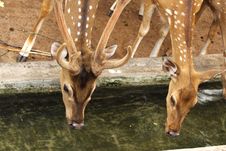 Male And Female Deers Stock Photography Male And Female Deers Stock Photography