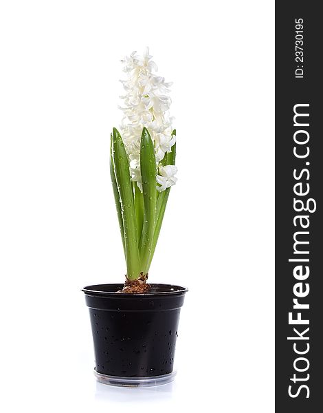 White hyacinth in a pot on a white background