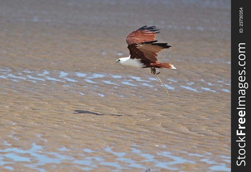 A Brahmani Kite flies off with its meal, a sea snake. A Brahmani Kite flies off with its meal, a sea snake.