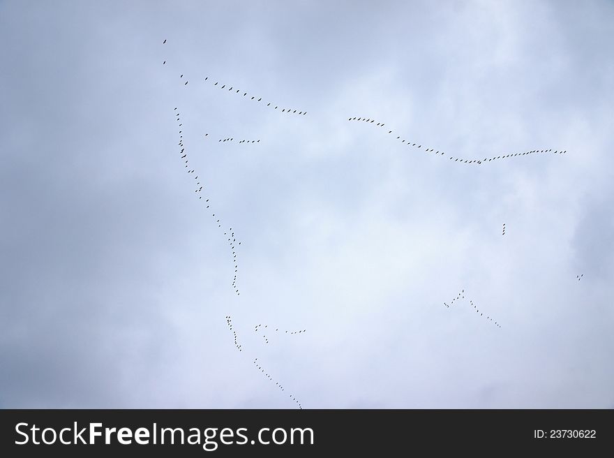 Flock of wilde geese on the sky