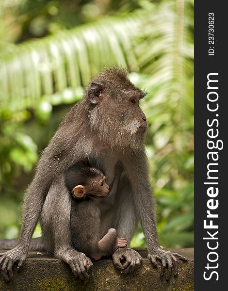 Mother and baby Long-Tailed Macaque monkeys at the Monkey Forest at Ubud, Bali. Mother and baby Long-Tailed Macaque monkeys at the Monkey Forest at Ubud, Bali.