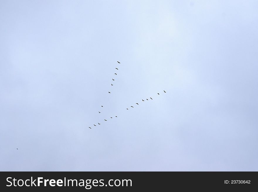 Flock of wilde geese