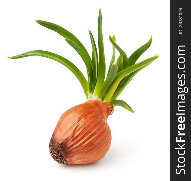 Grown onion against white background