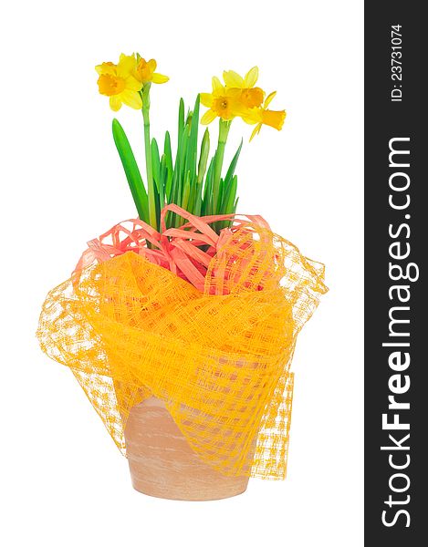 Decorated garden flower pot with spring narcissus