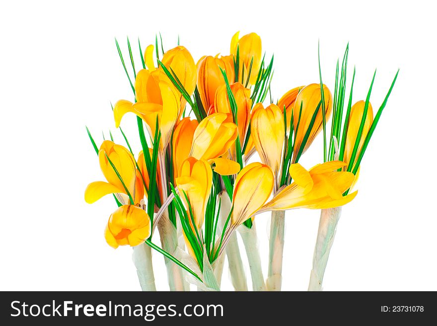 Yellow spring crocuses isolated on white background
