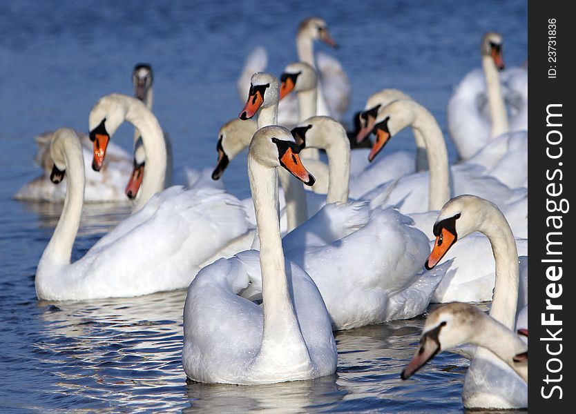 White swans in the water.