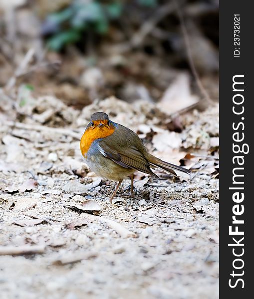 Cute robin is on the ground