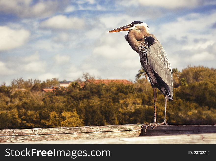 A large Heron perches on a waterside dock. A large Heron perches on a waterside dock.