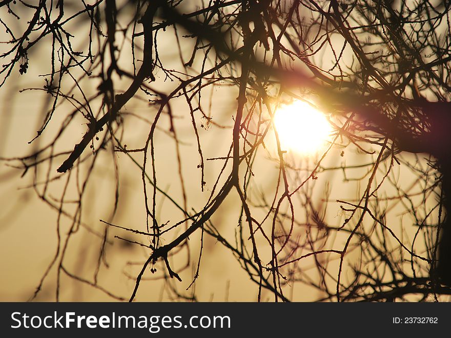 Evening sunset behind tree branches