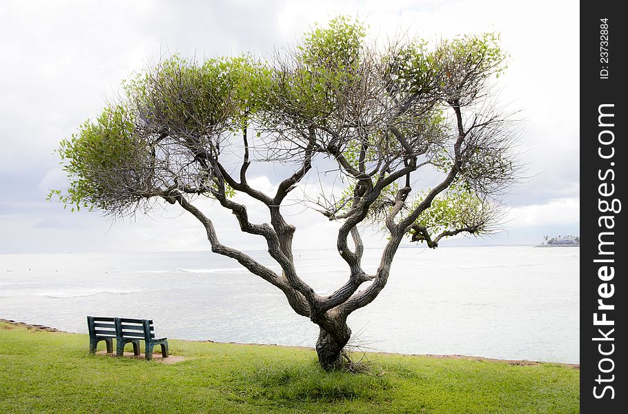 A bench at Ala Moana Beach Park with a beautiful view of the ocean. A bench at Ala Moana Beach Park with a beautiful view of the ocean.