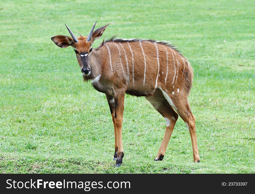 Nyala the african wildlife walking along the grass field