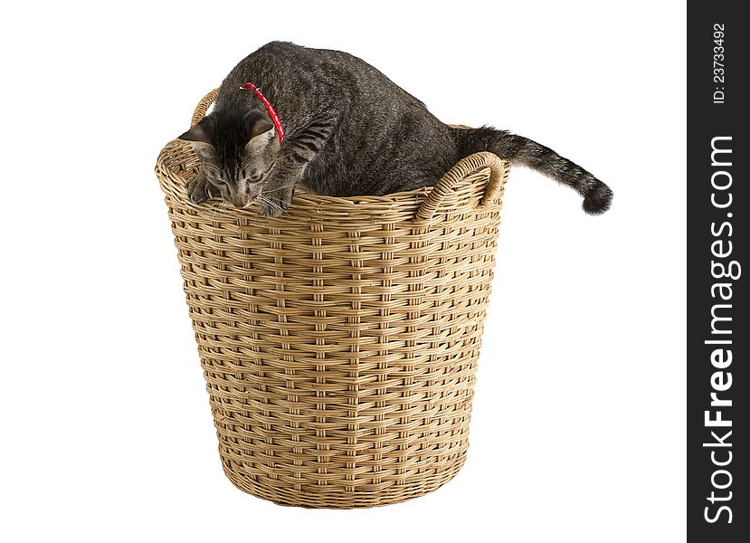 Cutely gray cat playing in the ratten basket. Cutely gray cat playing in the ratten basket