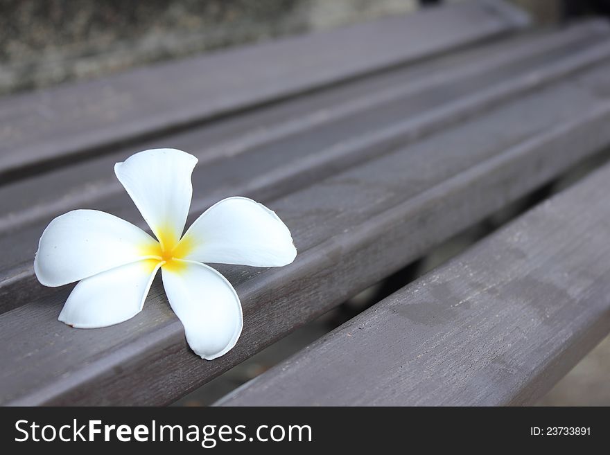 Frangible Single Flower On long chair in garden. Frangible Single Flower On long chair in garden