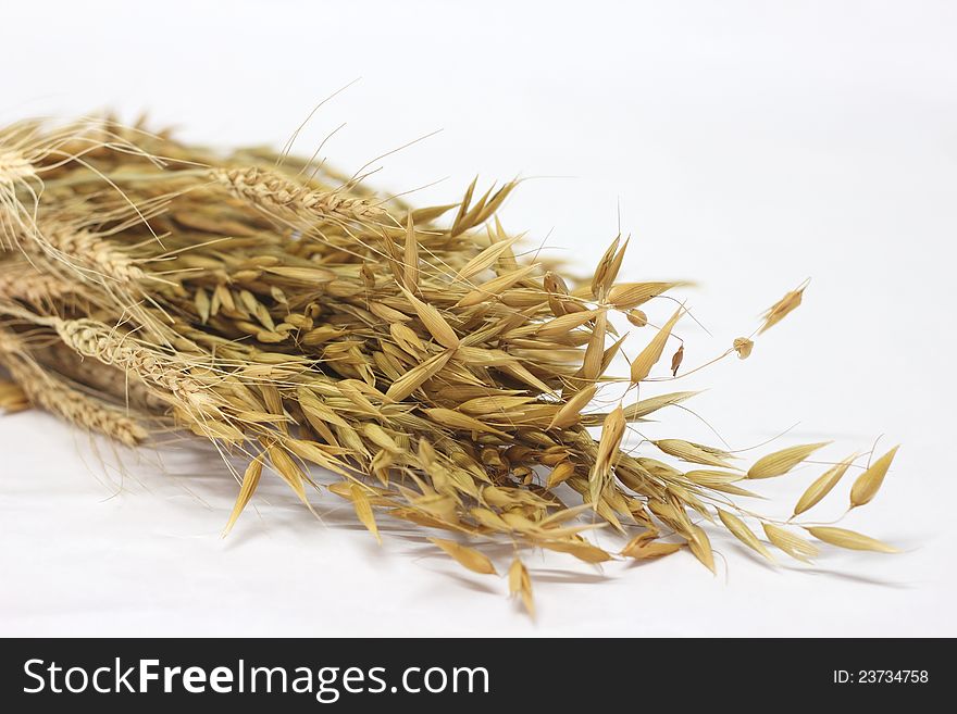 Oat rice seeds in studio