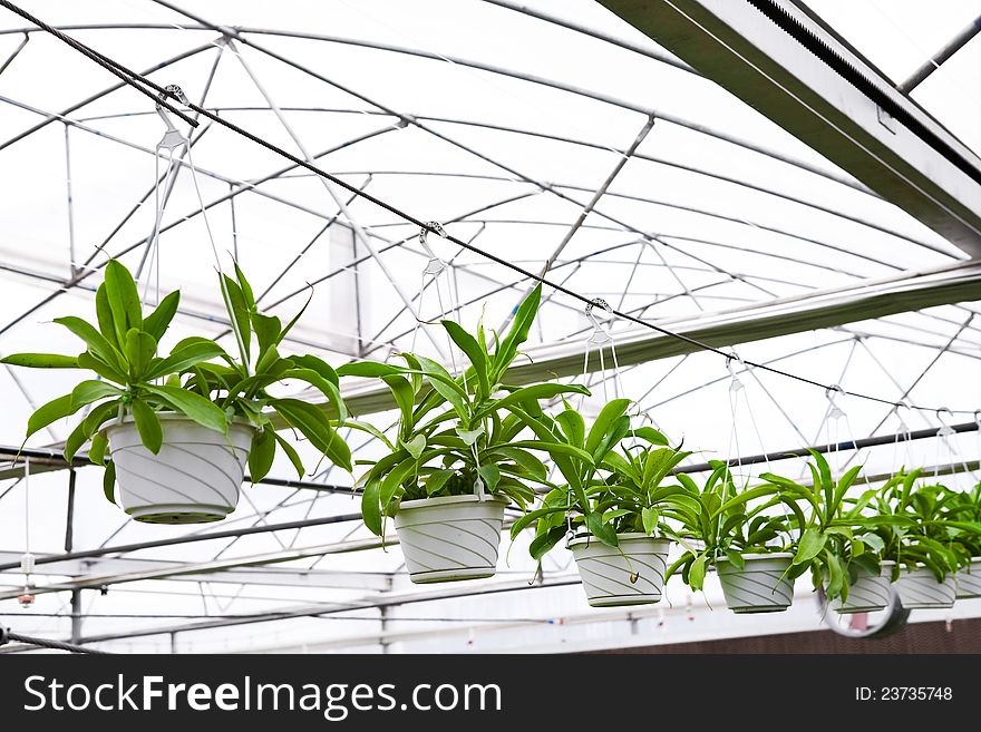 Greenhouse,baby flowers growing inside of pots. Greenhouse,baby flowers growing inside of pots