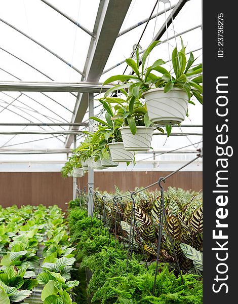 Greenhouse, flowers growing inside of pots. Greenhouse, flowers growing inside of pots