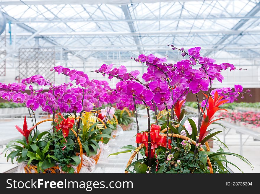 Many orchid gifts in greenhouse. Many orchid gifts in greenhouse