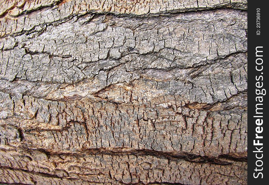 Abstract background pattern tree trunk. Abstract background pattern tree trunk
