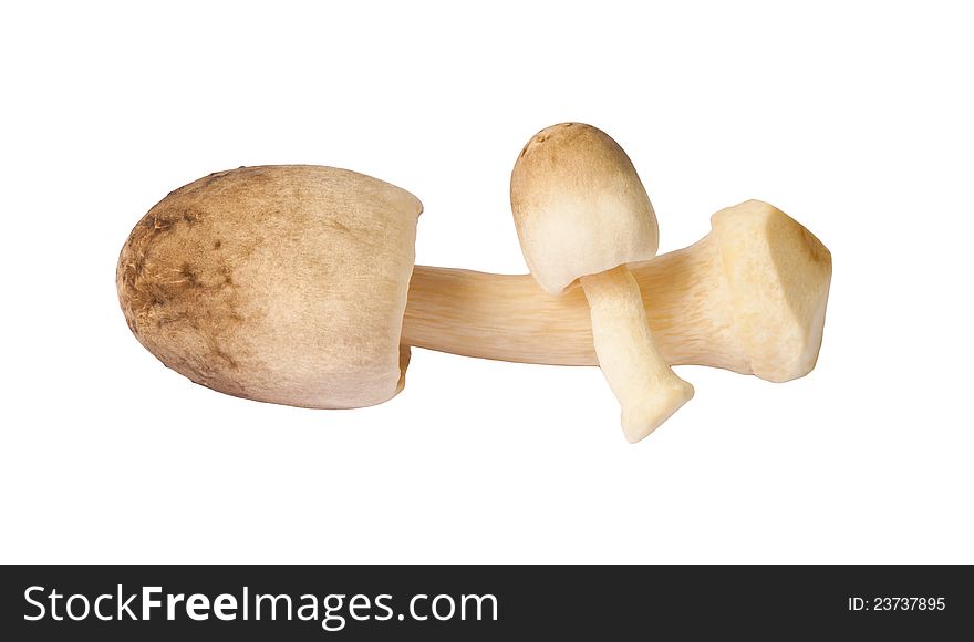 Two mushroom isolated on white background