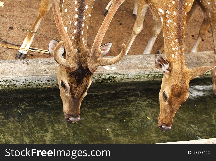 Two spotted deers (male and female) drinking water from a tank - close-up shot. Two spotted deers (male and female) drinking water from a tank - close-up shot