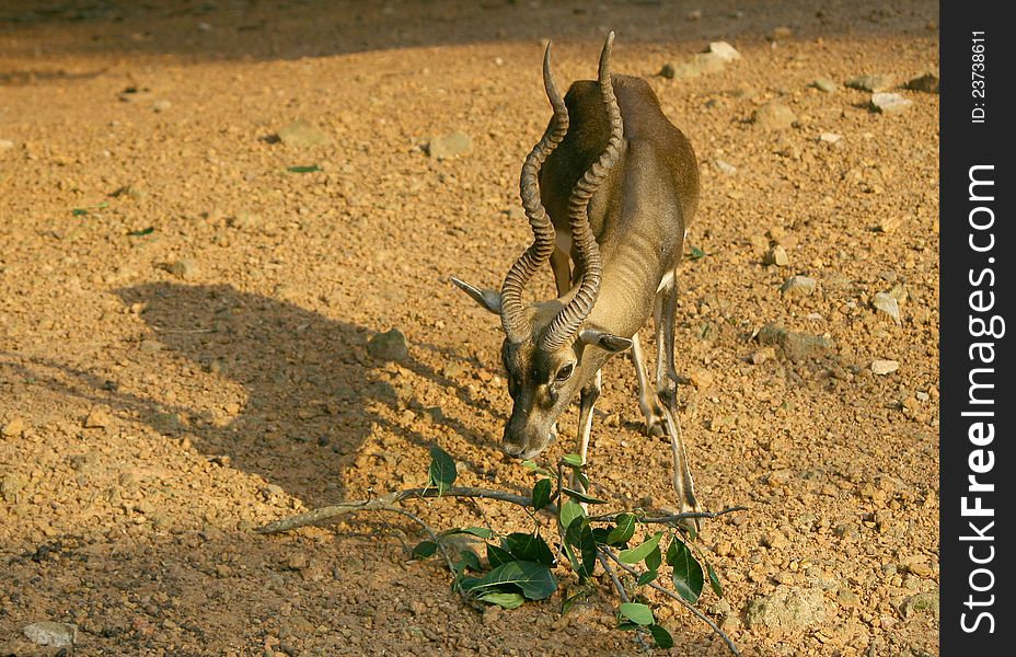 Horned deer eating leaves in the park