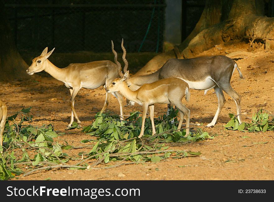 Deers grazing in a deer park, india. Deers grazing in a deer park, india