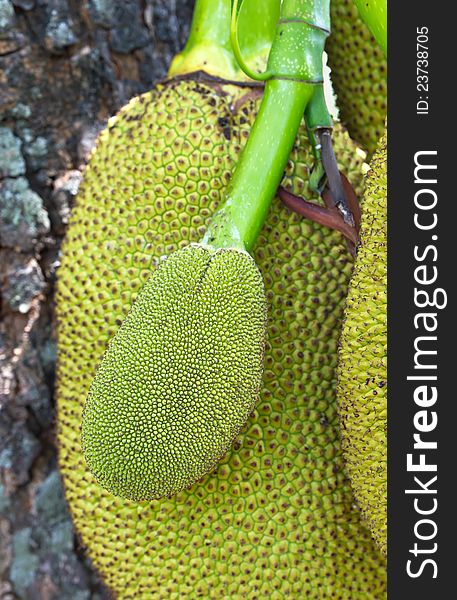 Jack Fruit hanging on the tree in Thailand