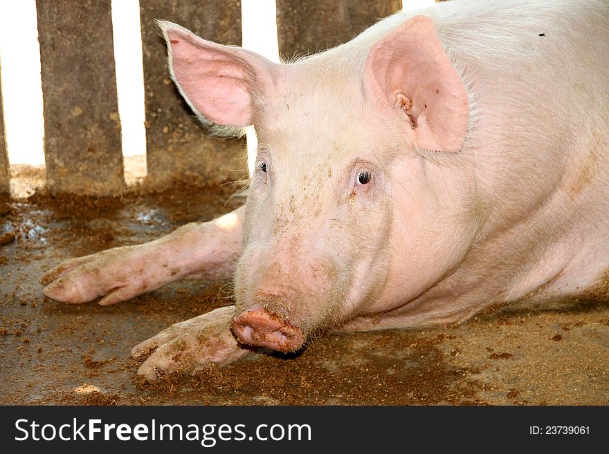 White pig in cool wet dirty stable. White pig in cool wet dirty stable