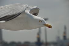 Herring Gull Royalty Free Stock Photo