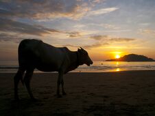 Cow Watching The Sunset Royalty Free Stock Photography