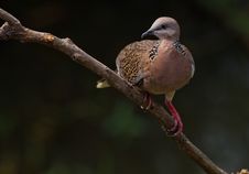 Spotted Dove. Royalty Free Stock Images Spotted Dove. Royalty Free Stock Images