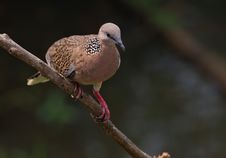 Spotted Dove. Royalty Free Stock Image Spotted Dove. Royalty Free Stock Image