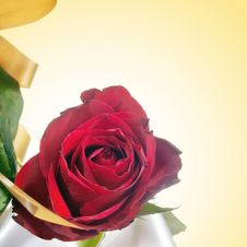 Beautiful Red Rose Royalty Free Stock Photography Beautiful Red Rose Royalty Free Stock Photography