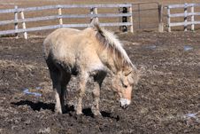 Norwegian Fjord Horse Royalty Free Stock Images Norwegian Fjord Horse Royalty Free Stock Images