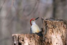 Red-bellied Woodpecker Royalty Free Stock Photography Red-bellied Woodpecker Royalty Free Stock Photography