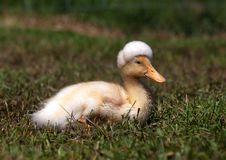 White Crested Duck In The Grass Royalty Free Stock Image