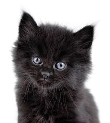 Black Little Kitten Sitting Down Royalty Free Stock Image Black Little Kitten Sitting Down Royalty Free Stock Image