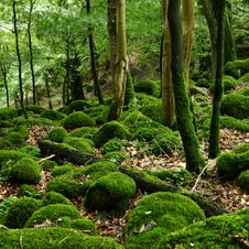 Mossy Rocks In The Forest Stock Image Mossy Rocks In The Forest Stock Image