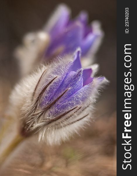 Pasque flower - Pulsatilla