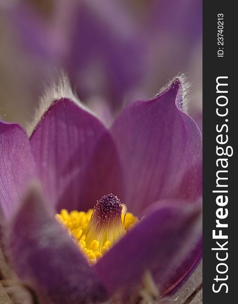 Pasque flower - Pulsatilla