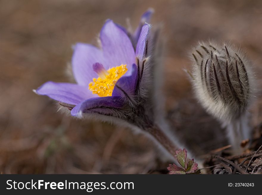 Pasque Flower (Pulsatilla Rubra), also called Prairie crocus, Wind flower, Easter Flower and Meadow anemone. Toxic, the flower has a long history of medicinal use. Pasque Flower (Pulsatilla Rubra), also called Prairie crocus, Wind flower, Easter Flower and Meadow anemone. Toxic, the flower has a long history of medicinal use.