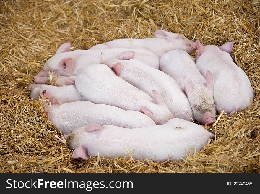 A nest of little Piglets having a snooze