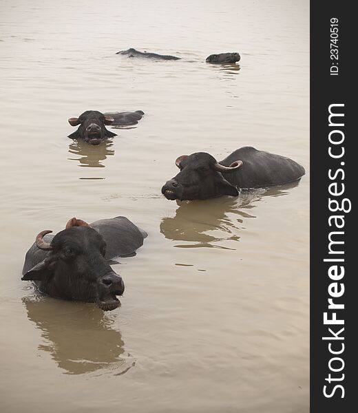Water buffalo's are bathing in the holy river the Ganges in Varanasi, India. Water buffalo's are bathing in the holy river the Ganges in Varanasi, India