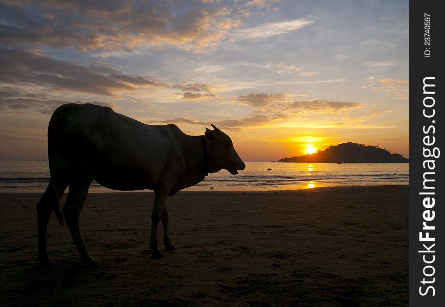 Cow watching the sunset on Palolem beach, Goa, India