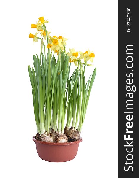 Flower pot with nice yellow daffodils on white background. Isolated with clipping path. Flower pot with nice yellow daffodils on white background. Isolated with clipping path