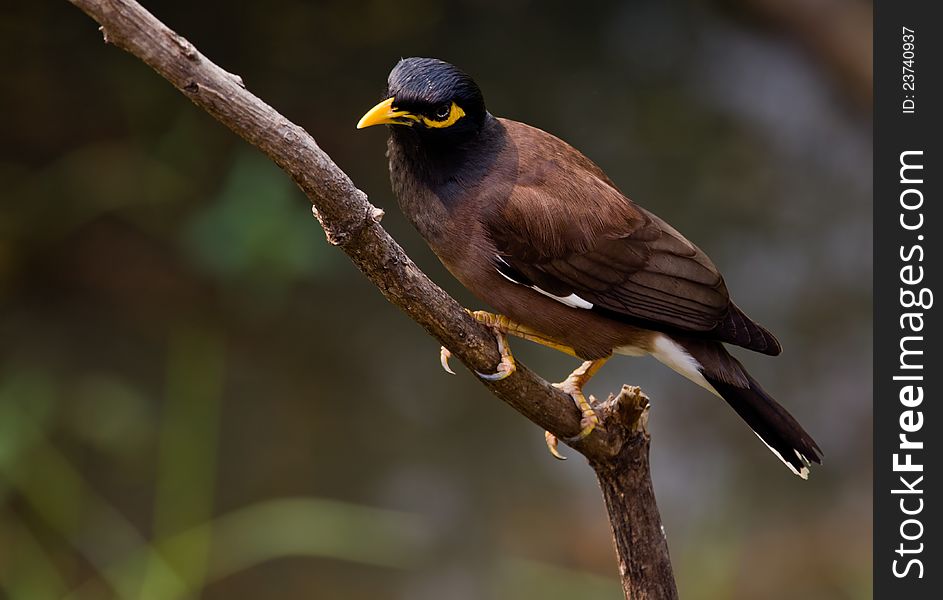 Common Myna.